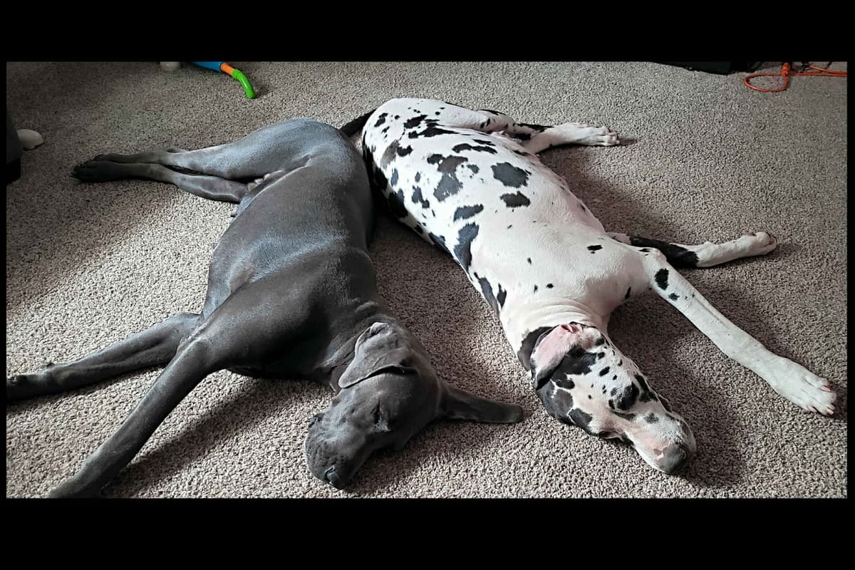 Great Dane Puppies breeder image 6