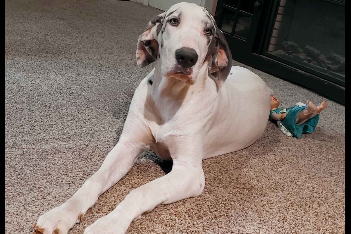Great Dane Puppies breeder image 7