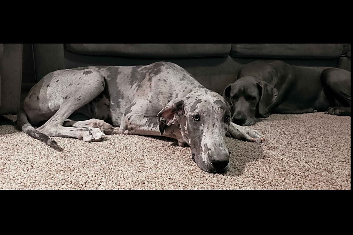 Great Dane Puppies breeder image 8