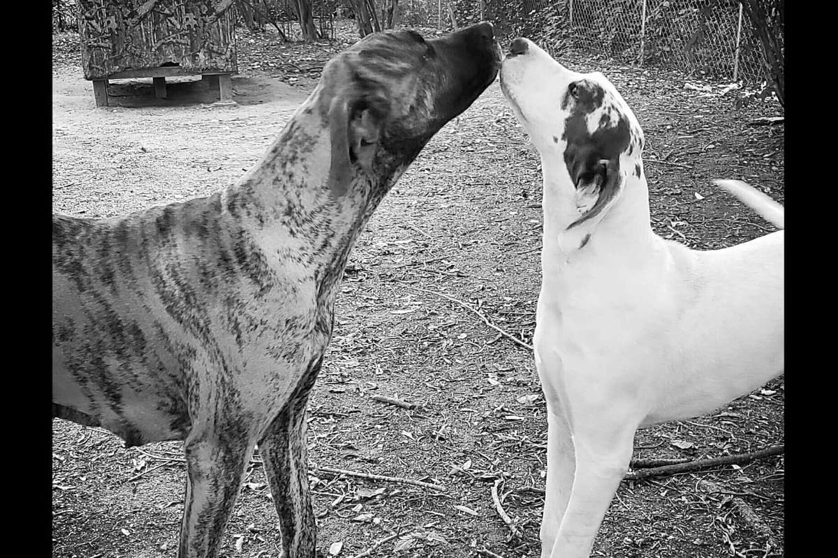 Great Dane Puppies breeder image 9