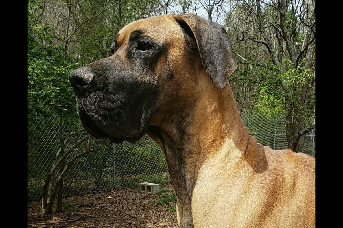 Great Dane Puppies breeder image 10
