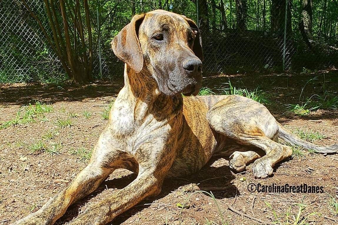 Great Dane Puppies breeder image 11