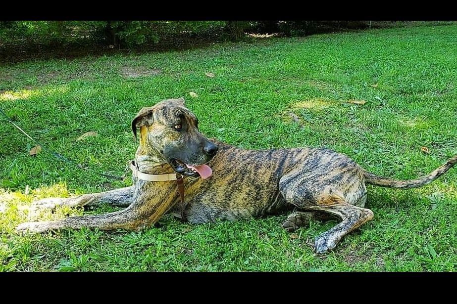 Great Dane Puppies breeder image 12