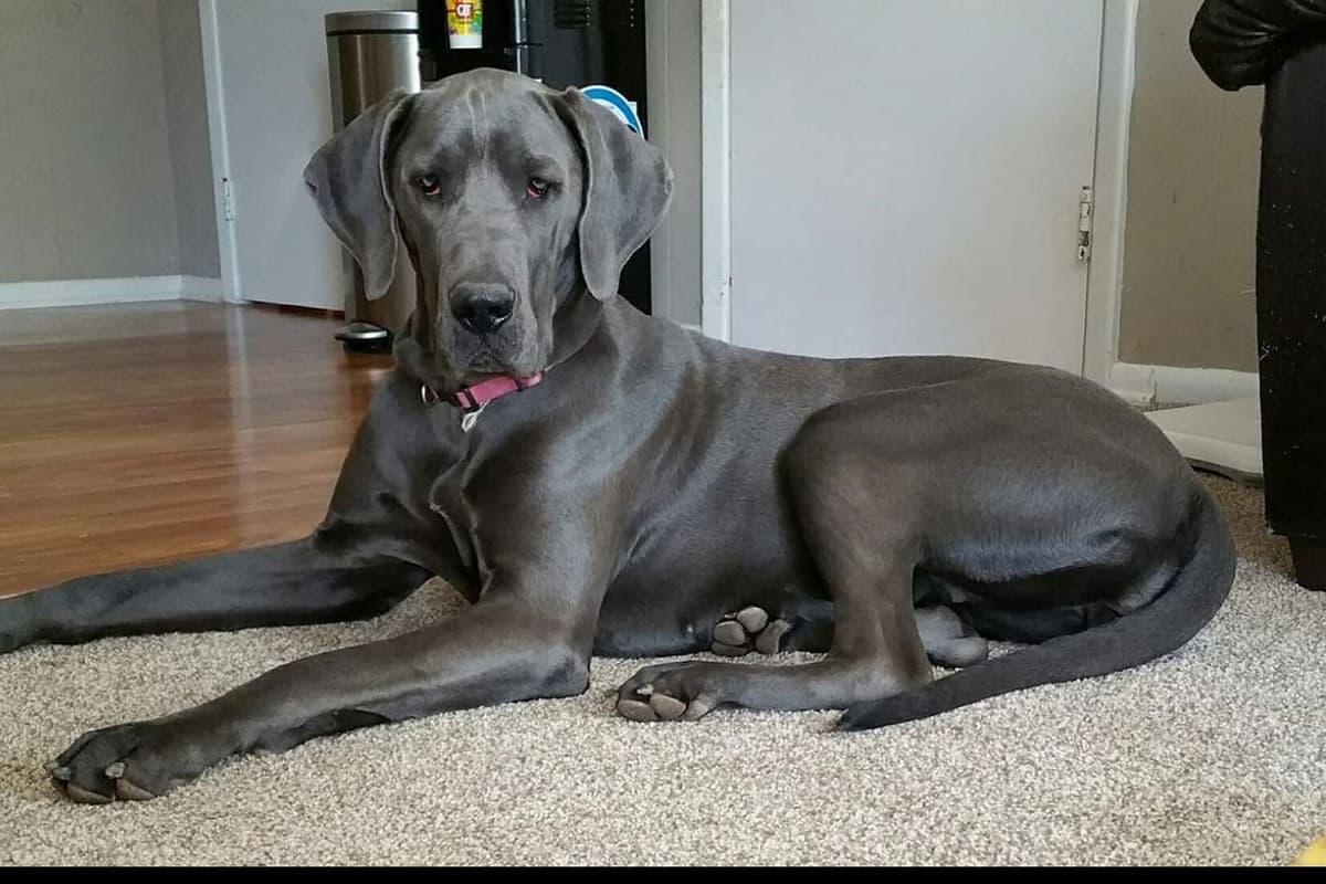 Great Dane Puppies breeder image 13