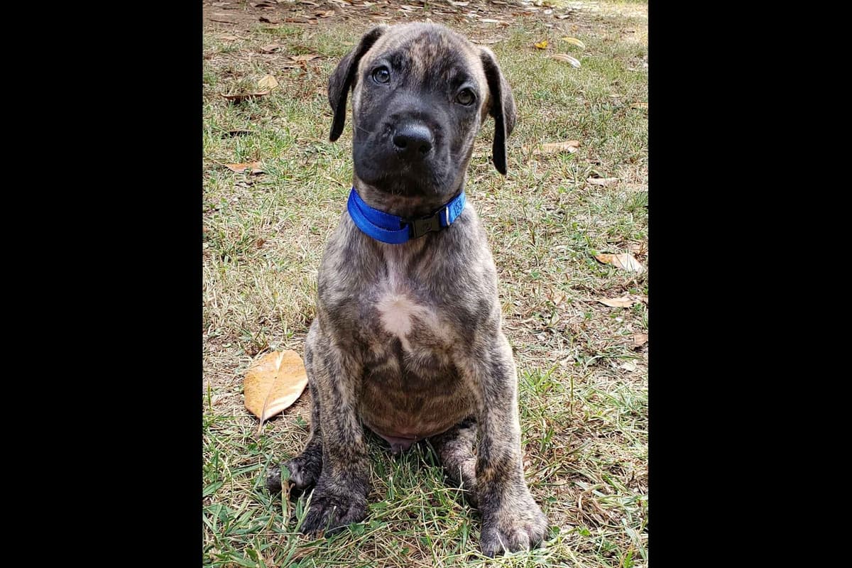 Great Dane Puppies breeder image 14