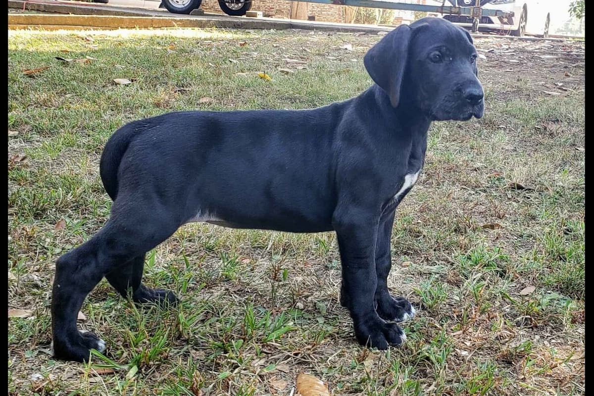 Great Dane Puppies breeder image 15