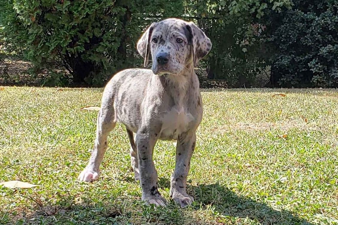 Great Dane Puppies breeder image 17
