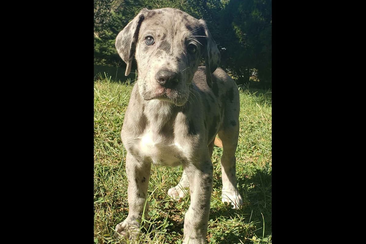 Great Dane Puppies breeder image 18
