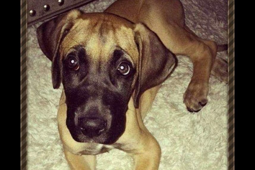 Great Dane Puppies breeder image 20