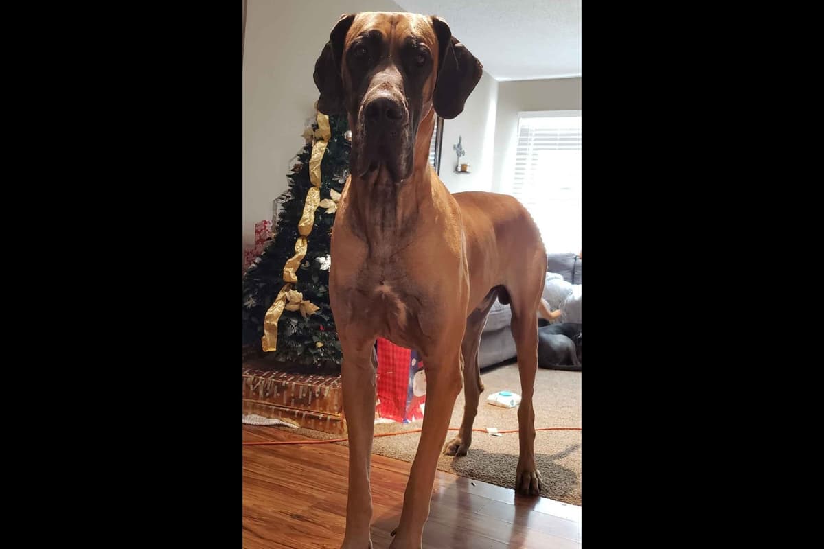 Great Dane Puppies breeder image 1