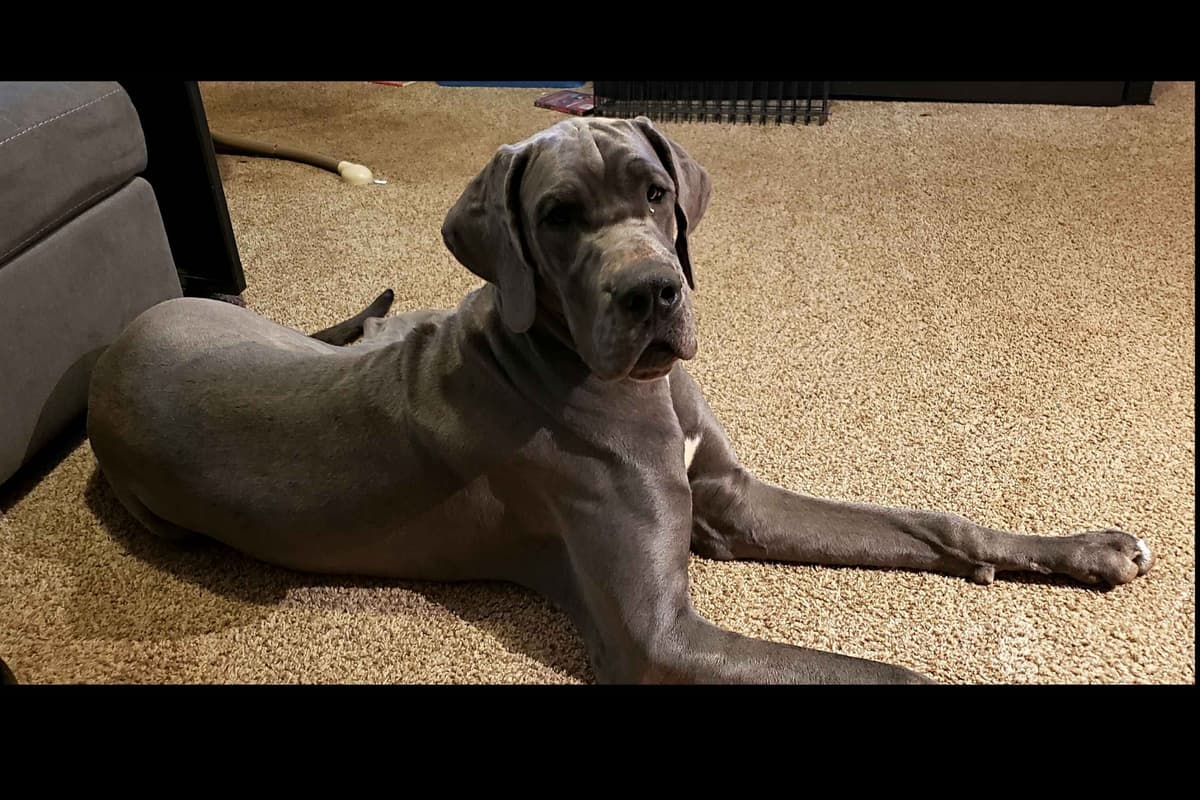 Great Dane Puppies breeder image 21