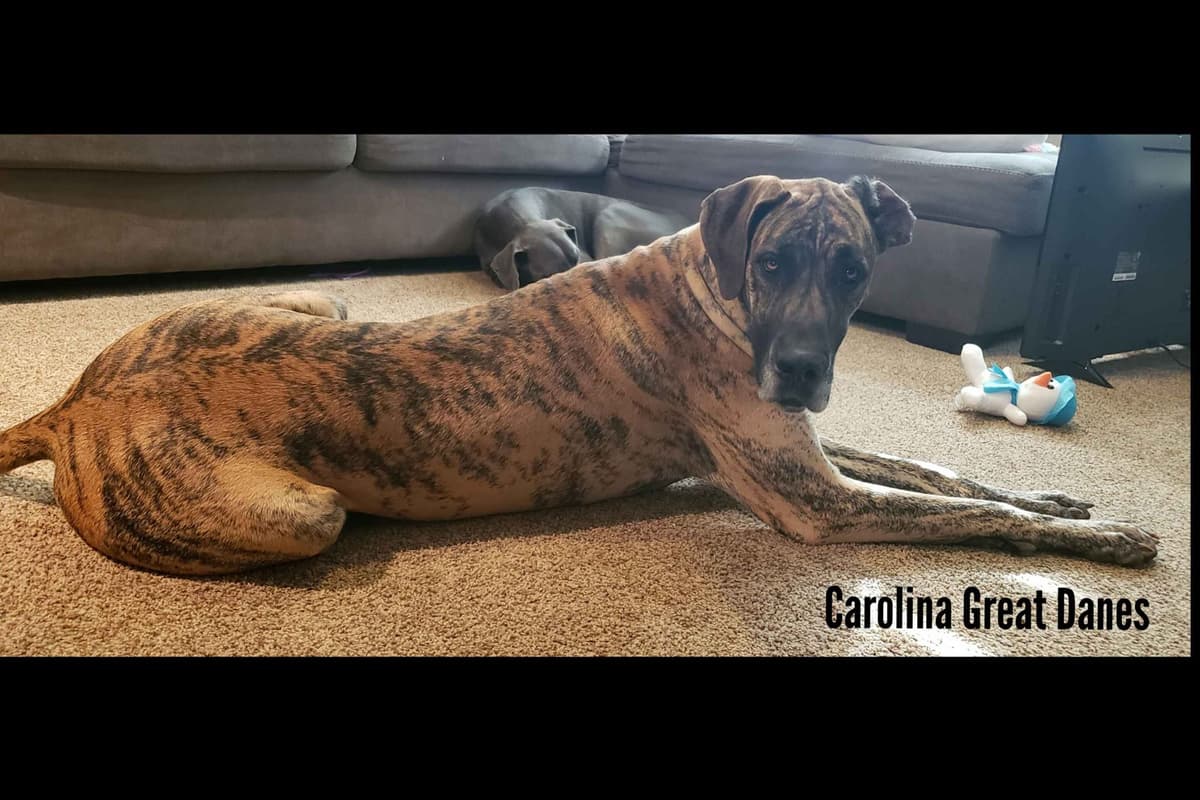 Great Dane Puppies breeder image 22
