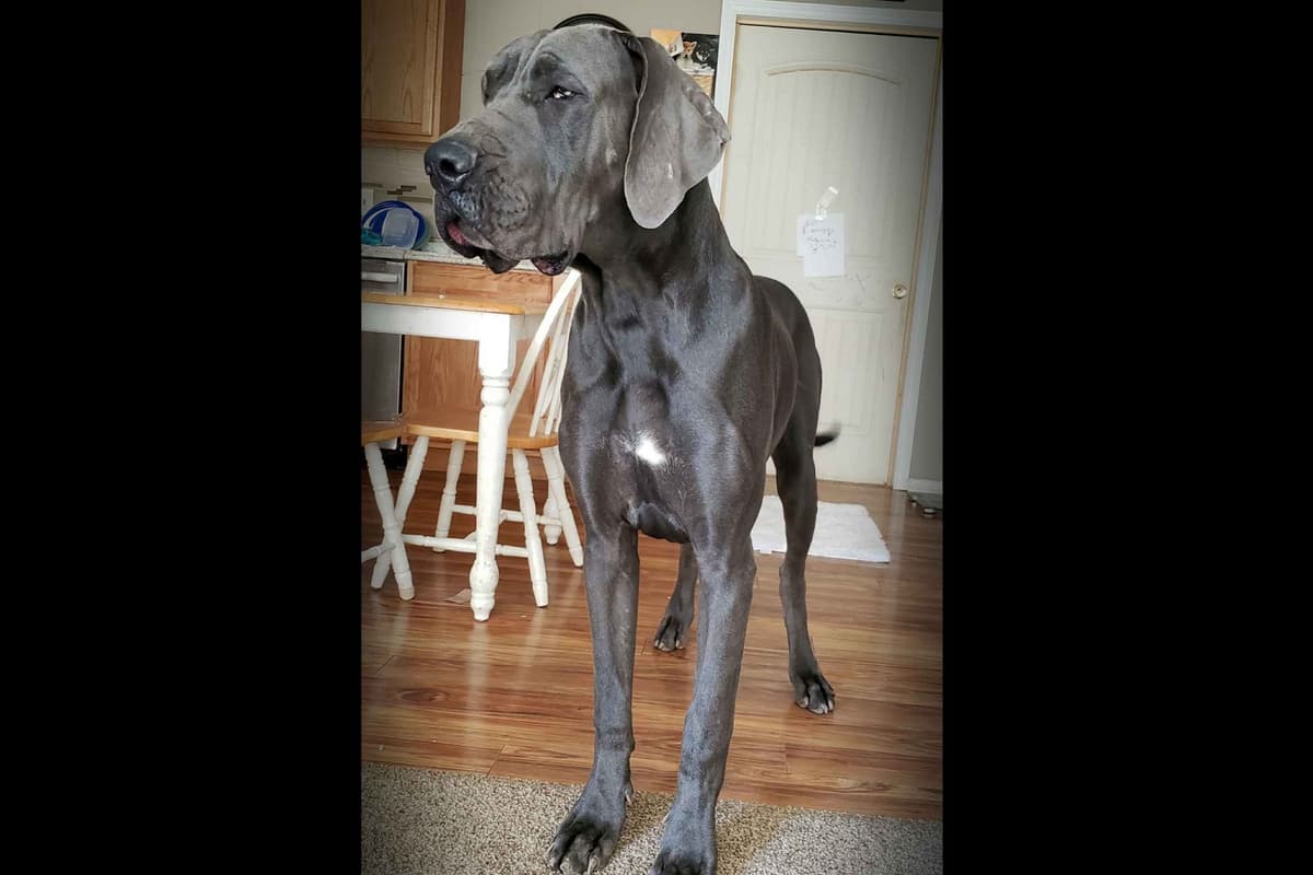 Great Dane Puppies breeder image 24