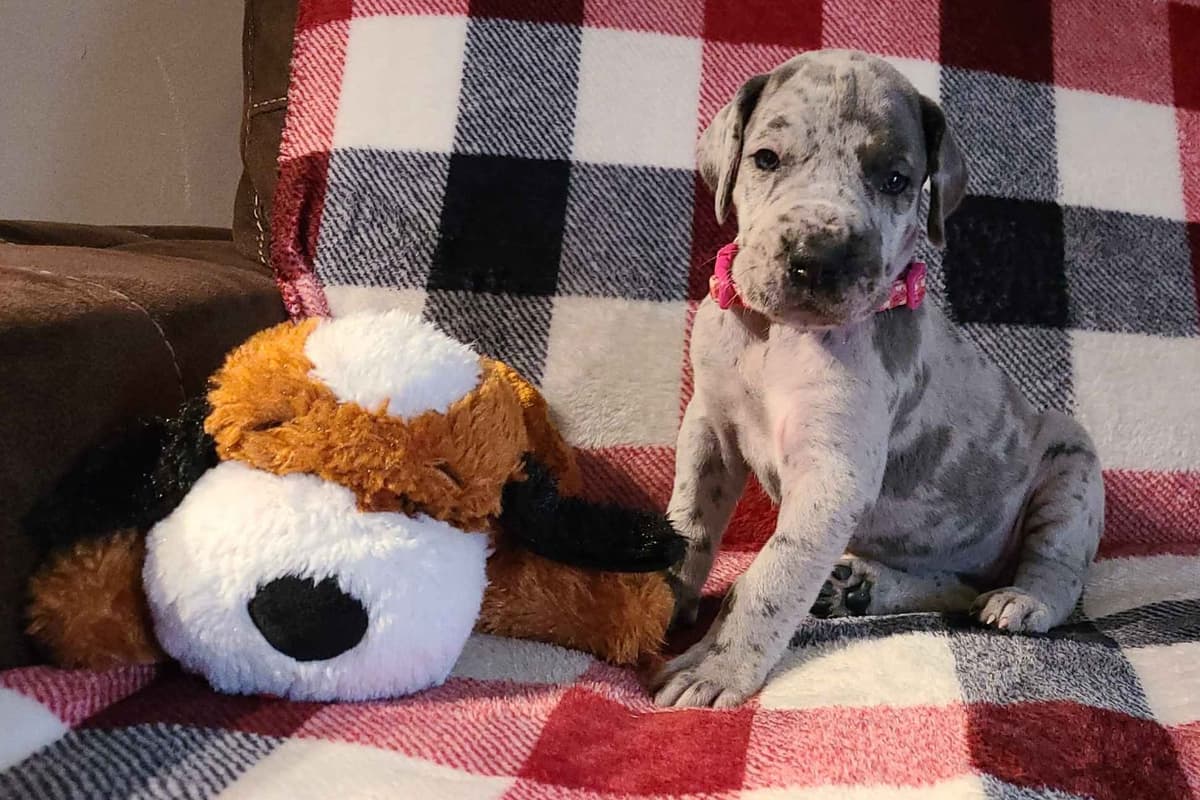 Great Dane Puppies breeder image 25