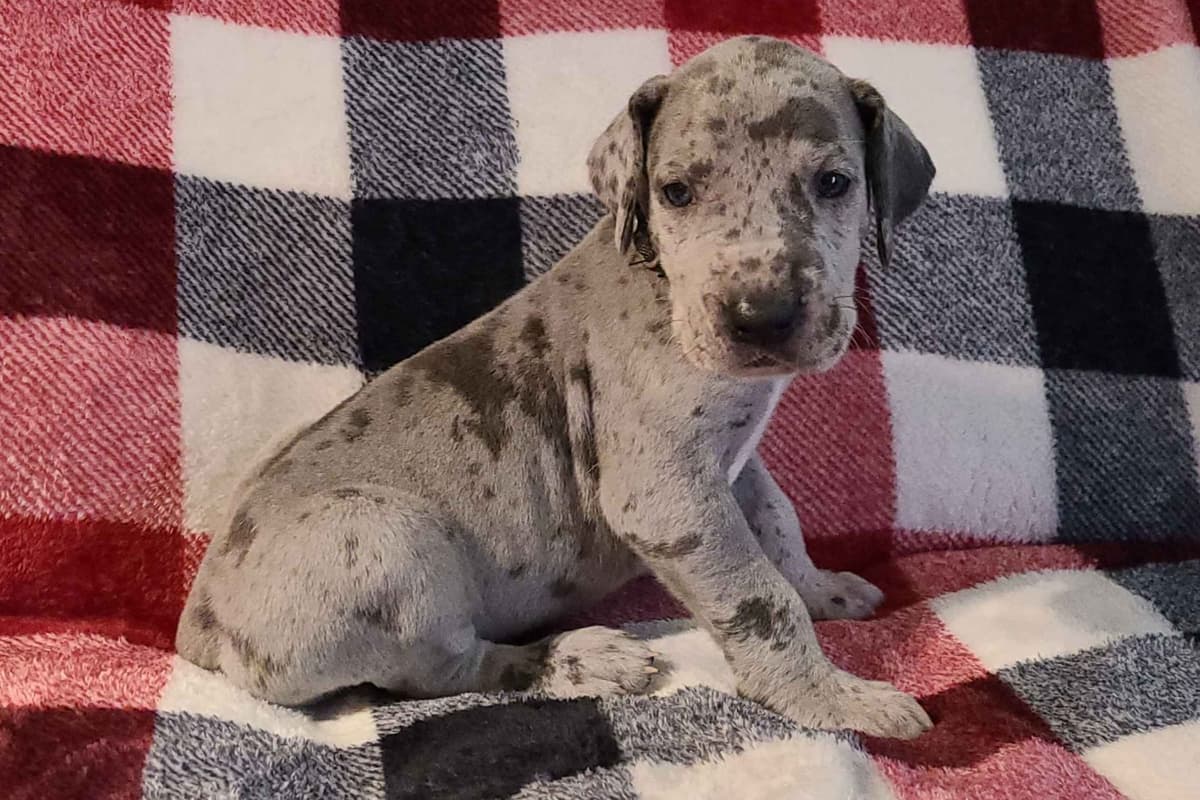 Great Dane Puppies breeder image 26