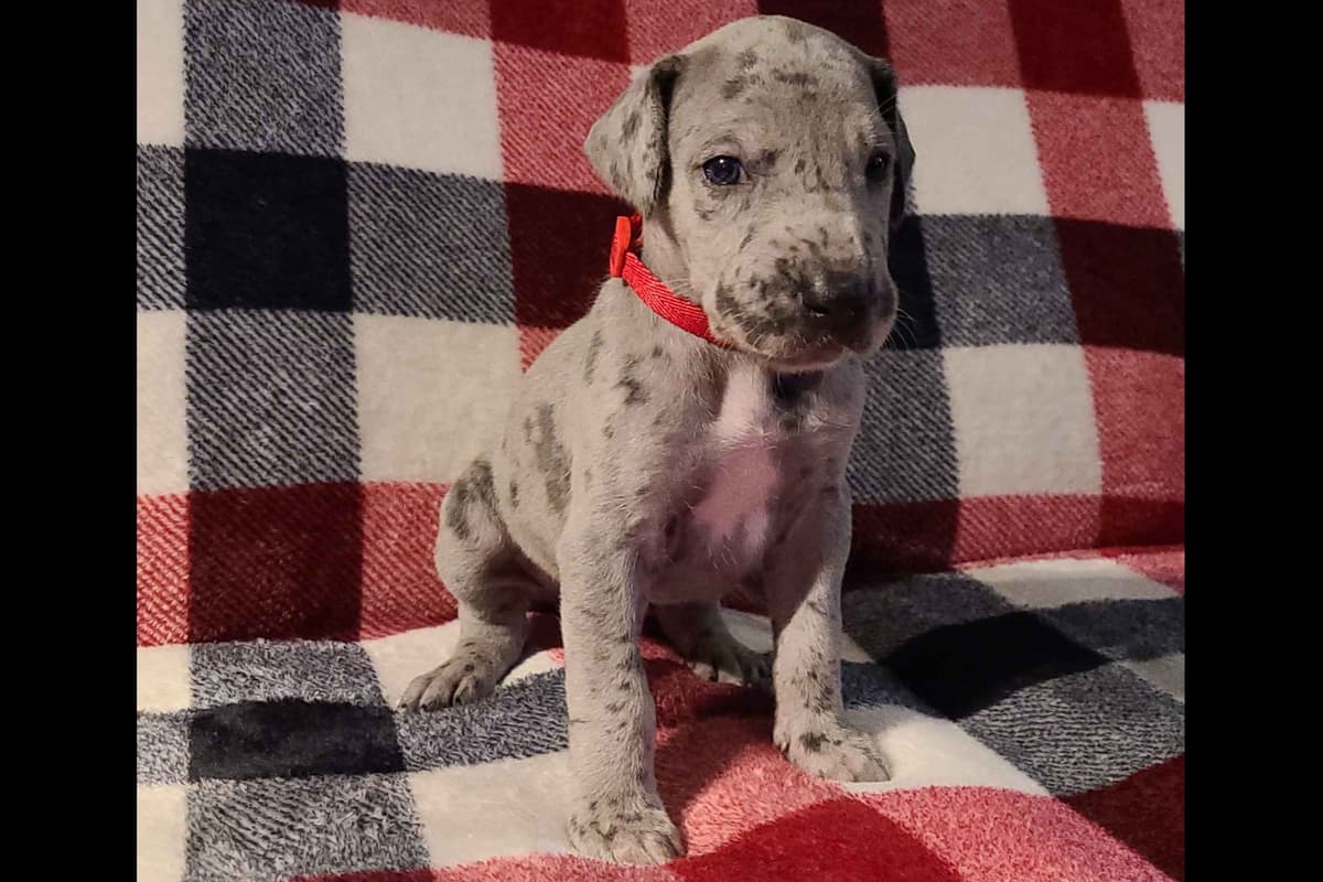 Great Dane Puppies breeder image 28