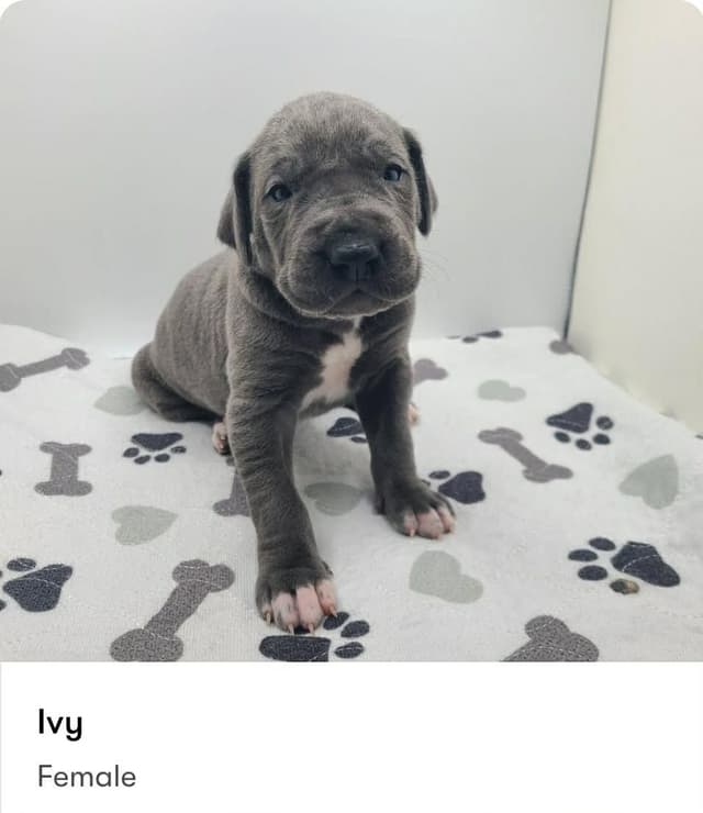 Blue Great Dane Puppies media 2
