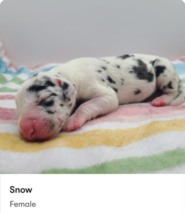 Great Dane Puppies media 2