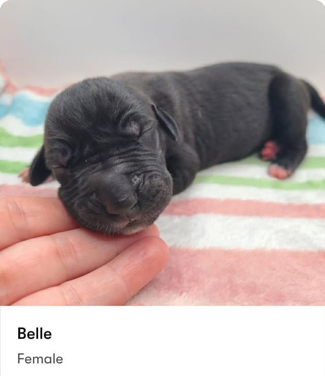 Great Dane Puppies media 3