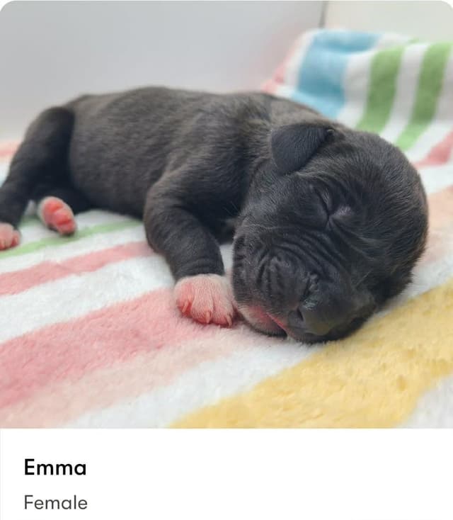 Great Dane Puppies media 4