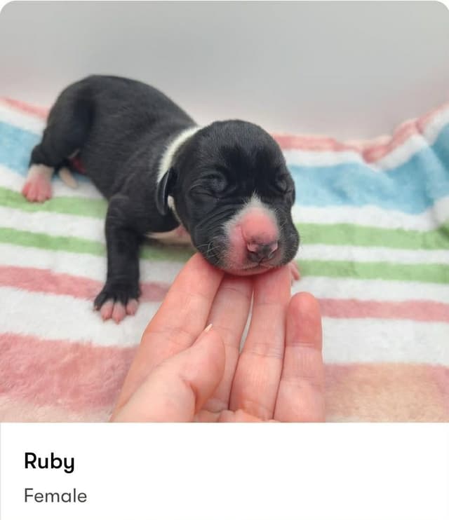 Great Dane Puppies media 5