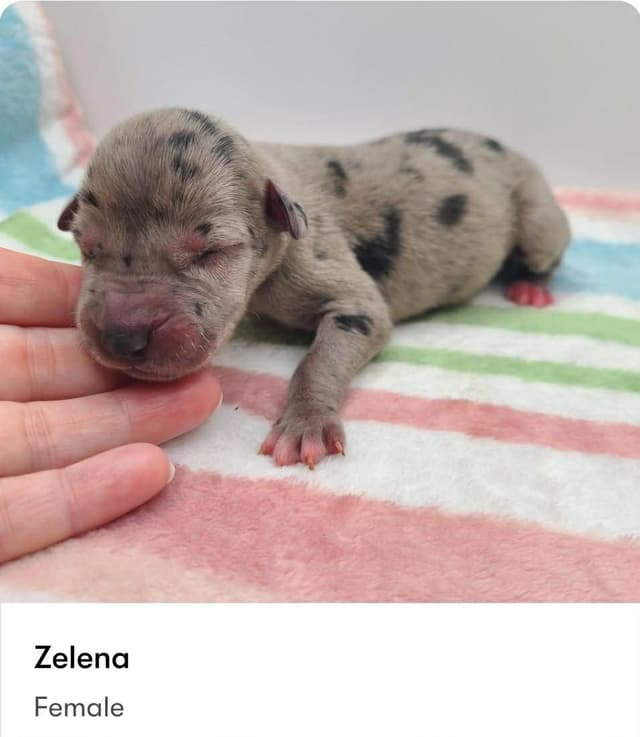 Great Dane Puppies media 6