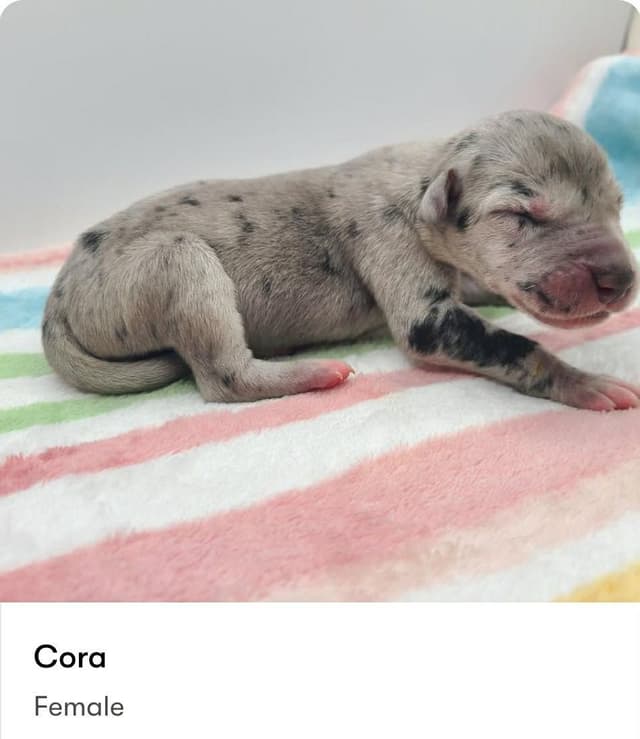 Great Dane Puppies media 7