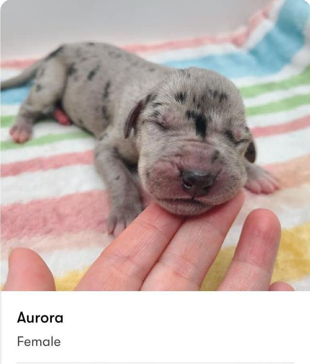 Great Dane Puppies media 8