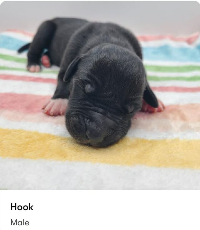 Great Dane Puppies media 9