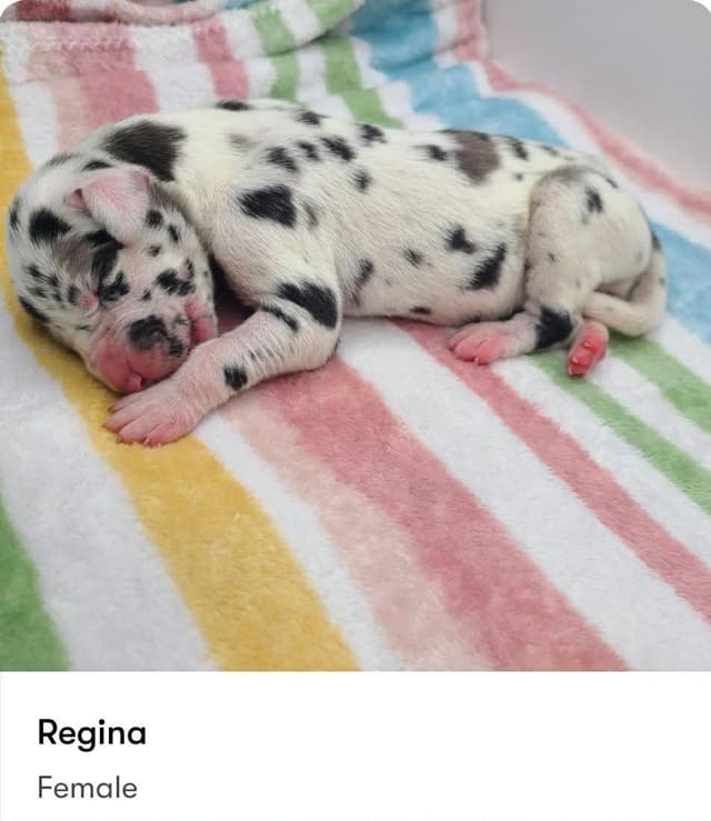 Great Dane Puppies media 10