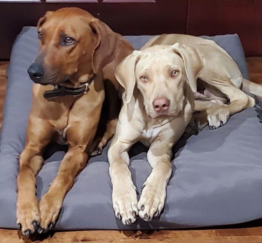 Rhodesian Ridgeback Puppies breeder image 4