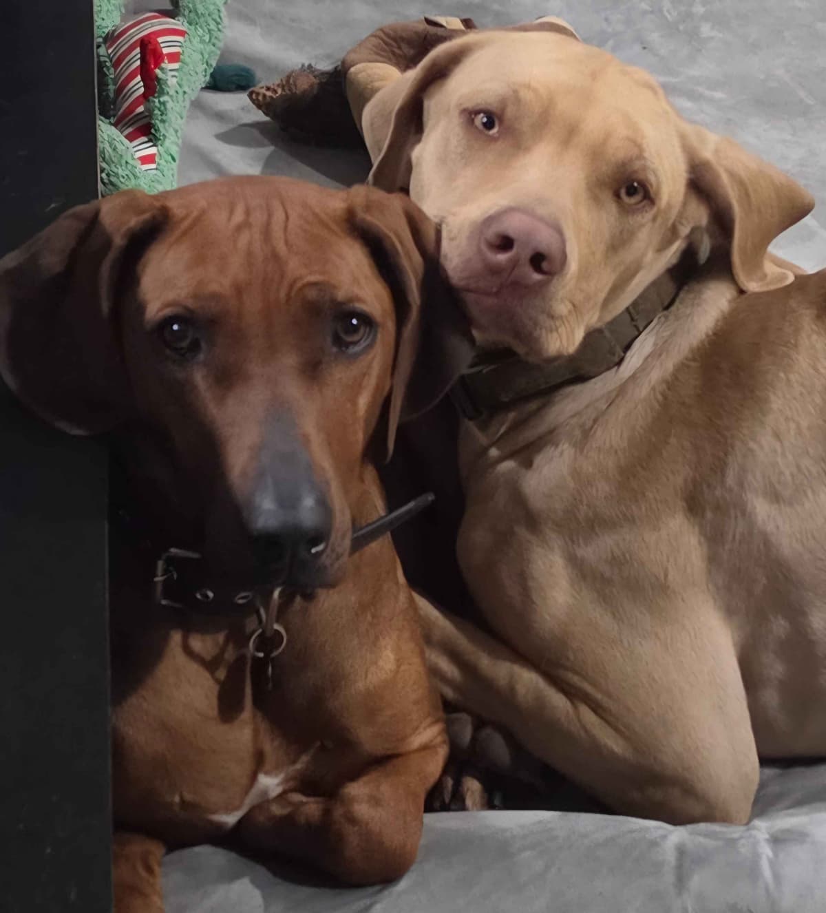 Rhodesian Ridgeback Puppies breeder image 3