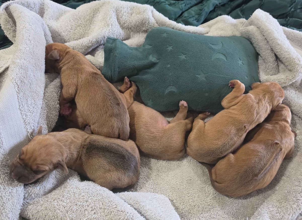 Rhodesian Ridgeback Puppies breeder image 1