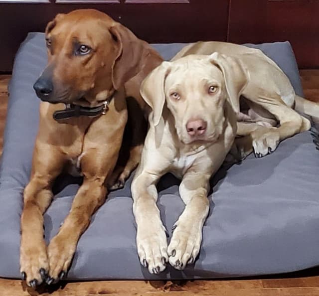 Rhodesian Ridgeback Puppies media 10