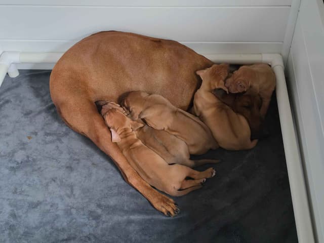 Rhodesian Ridgeback Puppies media 6