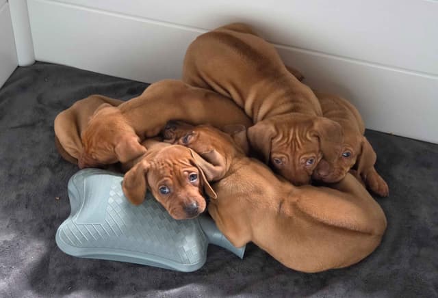 Rhodesian Ridgeback Puppies media 2