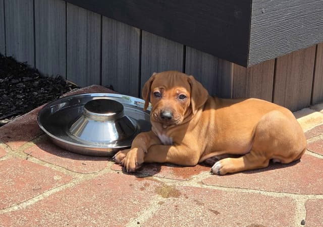 Rhodesian Ridgeback Puppies media 4