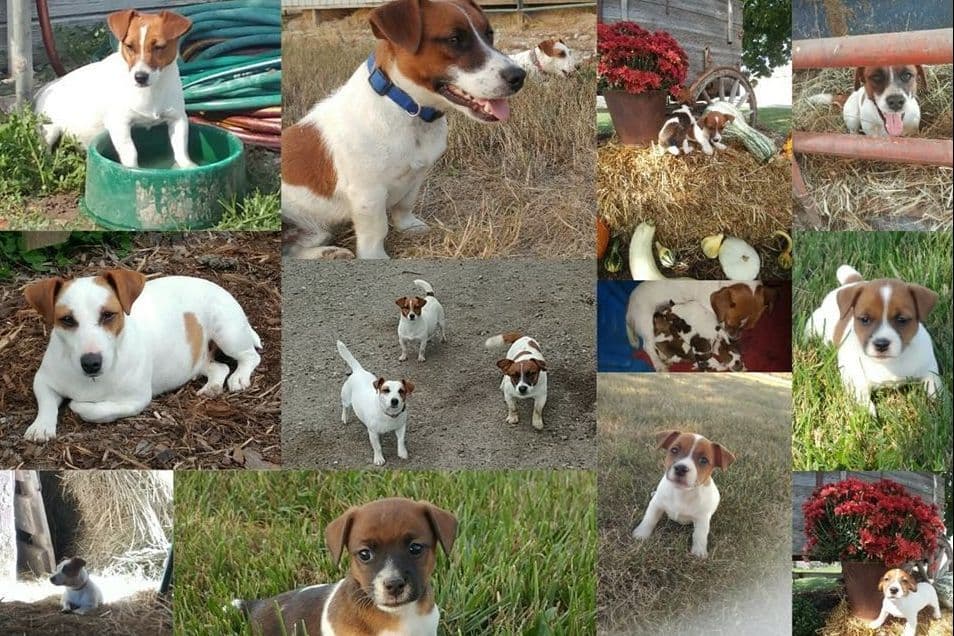 Russell Terrier Puppies breeder image 1
