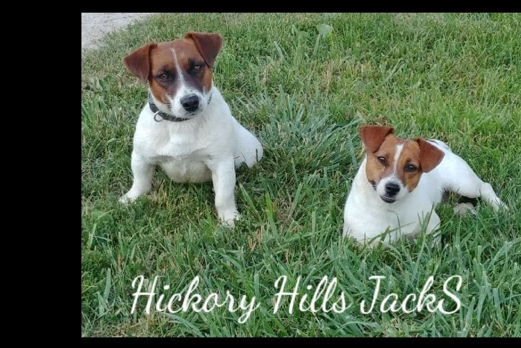 Russell Terrier Puppies breeder image 2