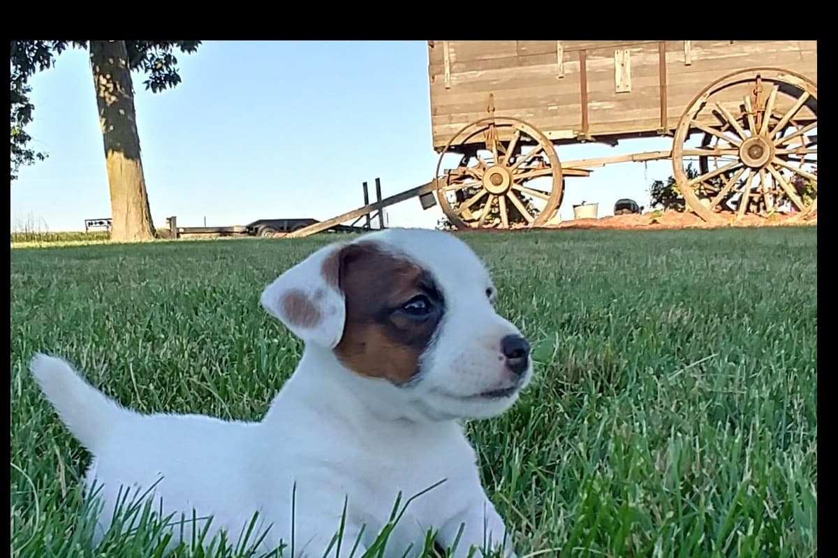 Russell Terrier Puppies breeder image 3