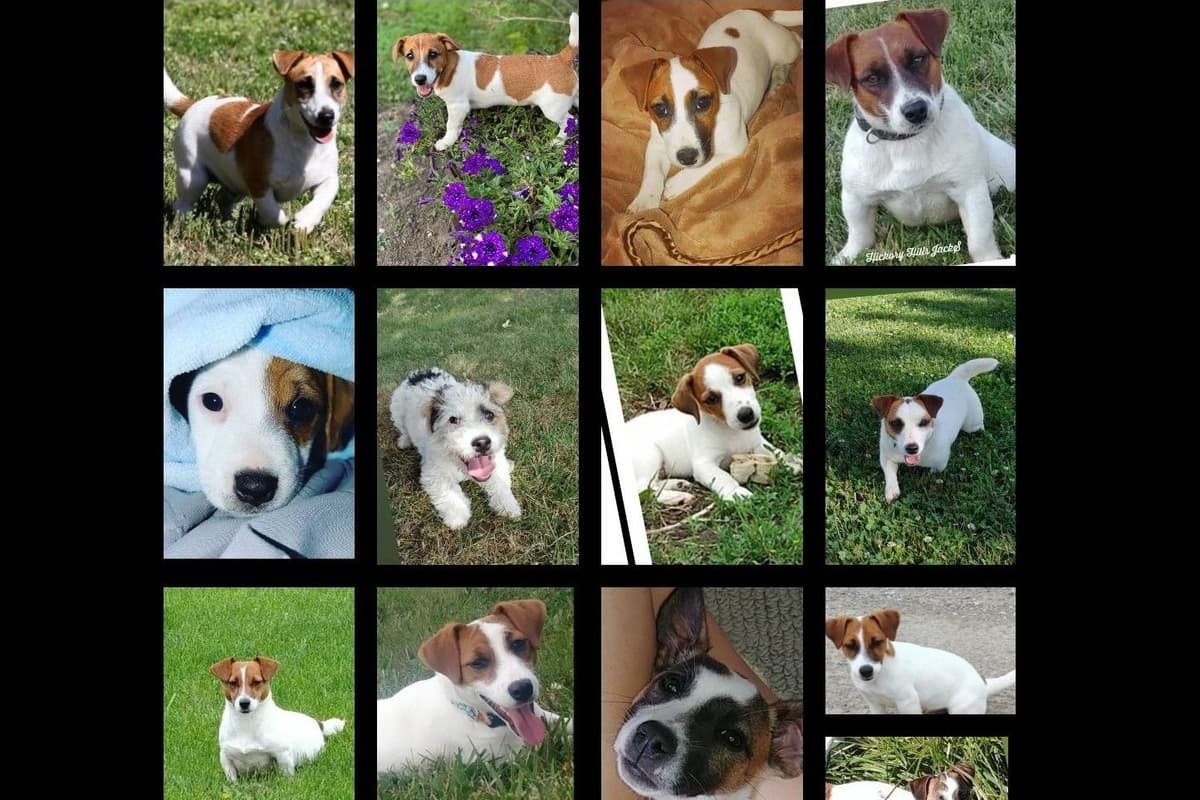 Russell Terrier Puppies breeder image 4