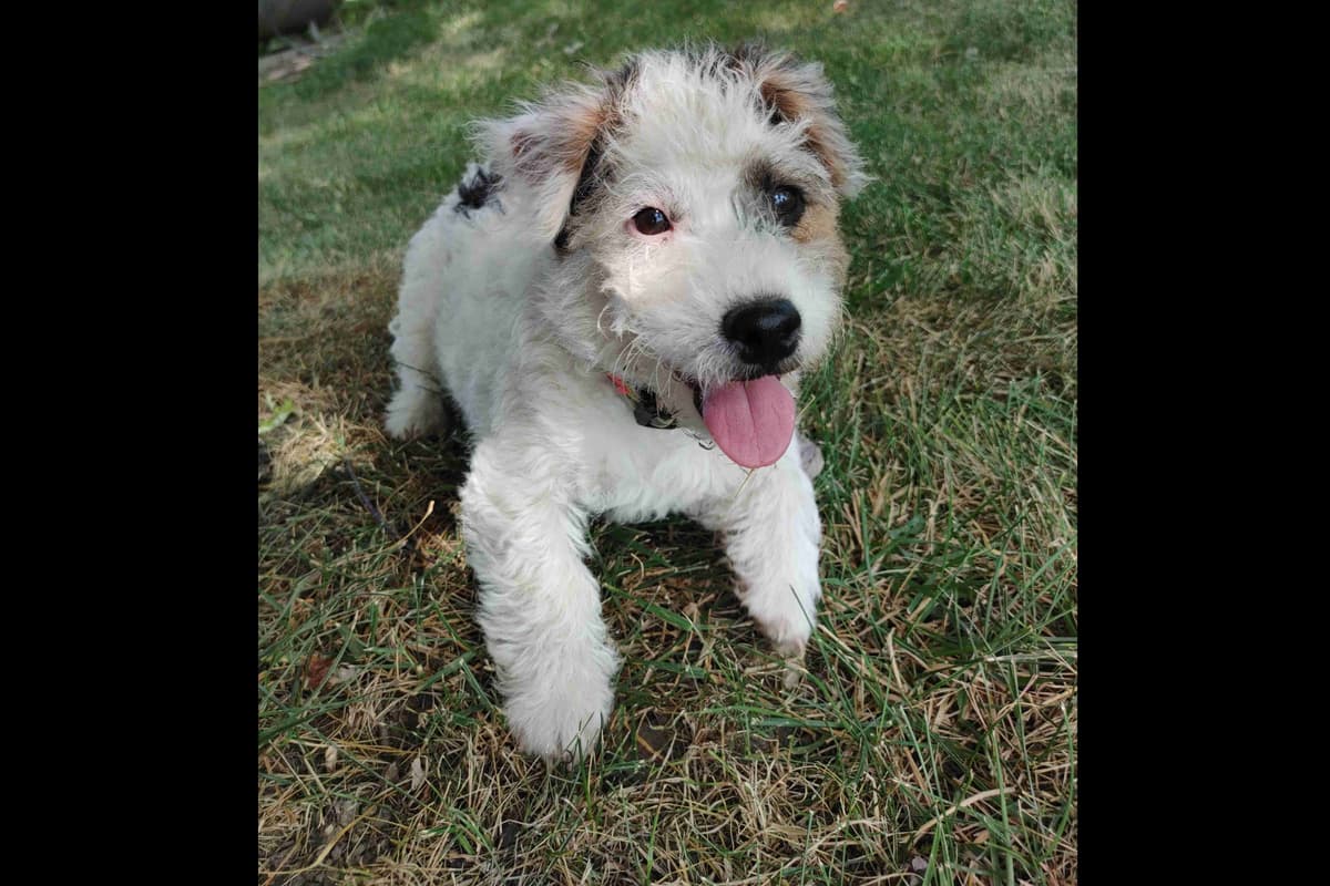 Russell Terrier Puppies breeder image 8