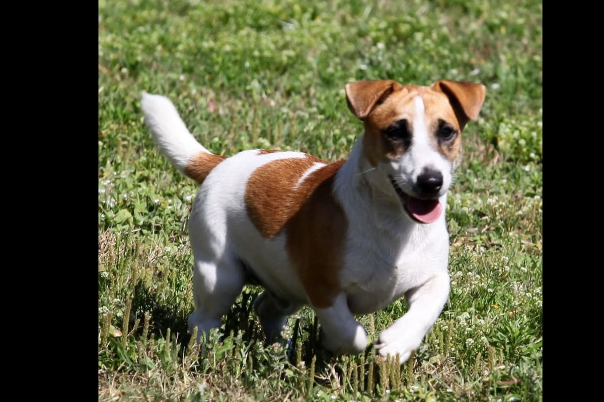 Russell Terrier Puppies breeder image 9