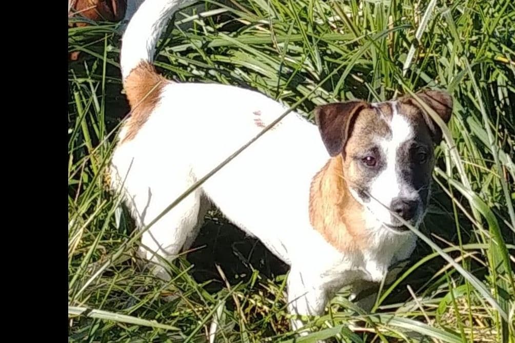 Russell Terrier Puppies breeder image 10