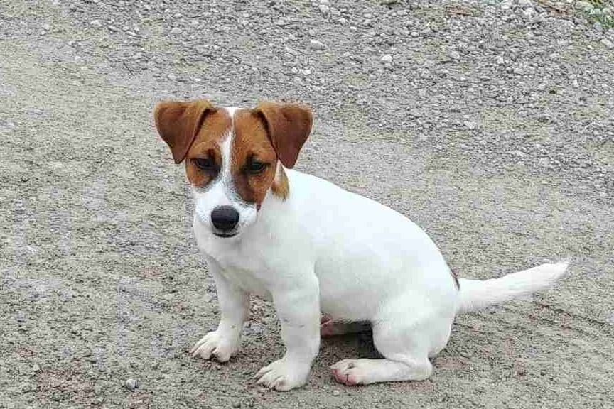 Russell Terrier Puppies breeder image 11