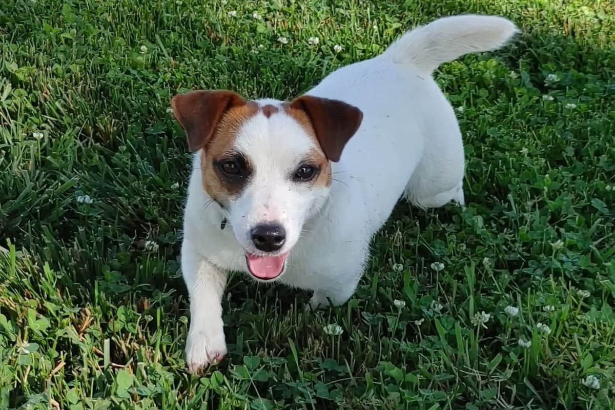 Russell Terrier Puppies breeder image 14