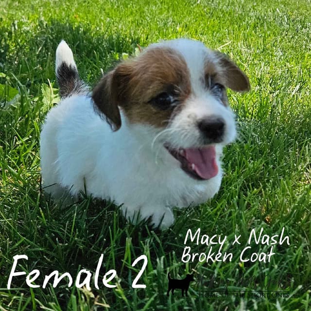 Russell Terrier Puppies media 2