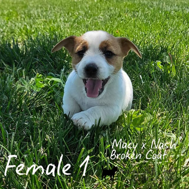 Russell Terrier Puppies media 3