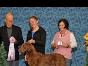 Chesapeake Bay Retriever Puppies breeder image 3