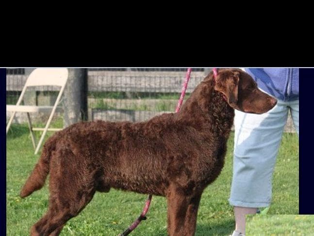 Chesapeake Bay Retriever Puppies breeder image 4